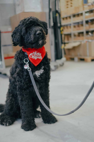 Stickdatei für den Hund